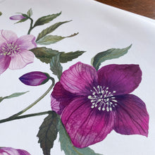 Load image into Gallery viewer, Hellebores Art Print