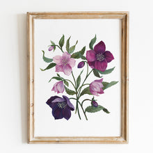 Load image into Gallery viewer, Hellebores Art Print