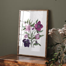 Load image into Gallery viewer, Hellebores Art Print