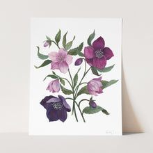 Load image into Gallery viewer, Hellebores Art Print