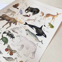Load image into Gallery viewer, Close up detail of a Giclee art print featuring illustrated Canadian animals from A to Z. Hand painted with watercolor. Printed on cotton watercolor paper on a 12x16 inch page. Title on the print reads ‘Animals of Canada’ in a modern font at the top of the page. Each animals has their name in a hand written font below them. Shown in a natural wood frame on a white wall.