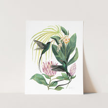 Load image into Gallery viewer, Red-billed Streamertail Hummingbird Art Print