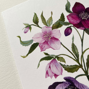 Hellebores Card