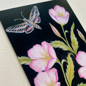 Evening Primrose Card