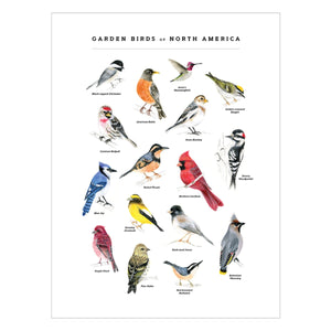 Garden Birds of North America Art Print
