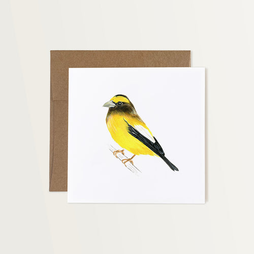 This note card features a hand-painted watercolor illustration of an Evening Grosbeak on a white background. The bird is a vibrant yellow colour with a black neck and white white and black wings. It’s depicted perched on a branch. The greeting card is paired with a brown Kraft paper envelope.