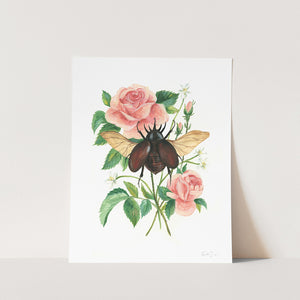 Stag Beetle and Rose Art Print
